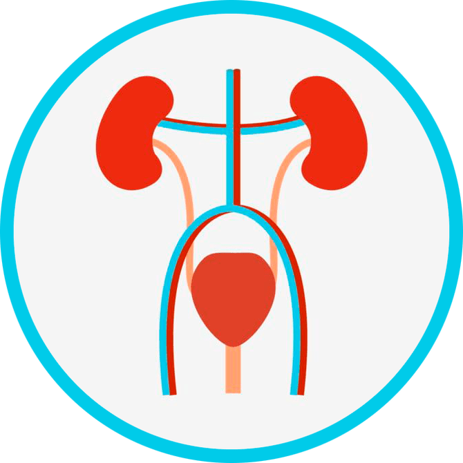 Anatomie des Urogenitalsystems